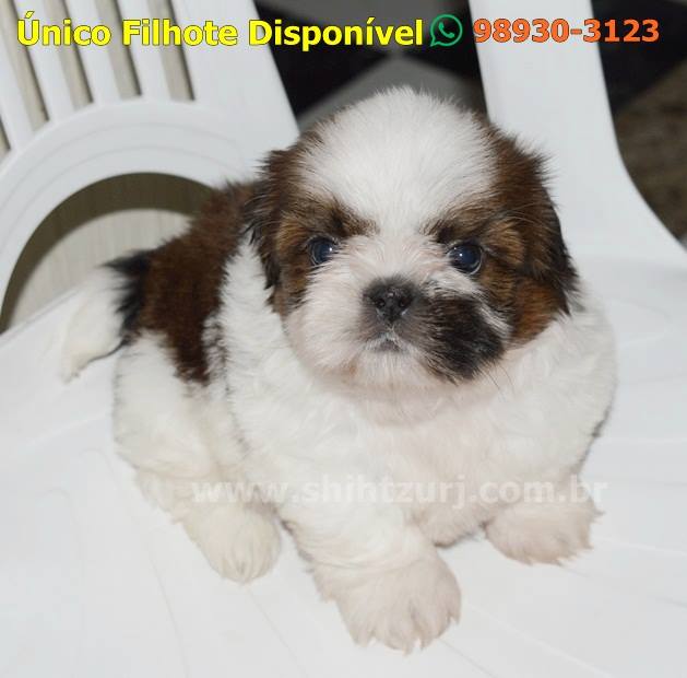 shih tzu filhote macho